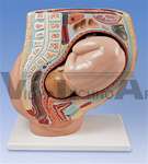 Pregnancy Pelvis, 2 part